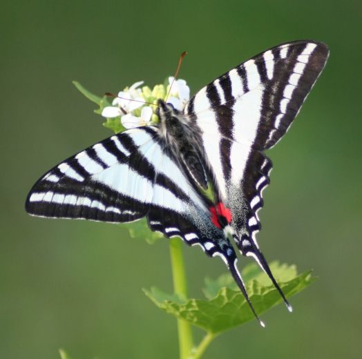 Detail Gambar Kupu Kupu Hitam Putih Untuk Ditempeli Daun Nomer 48