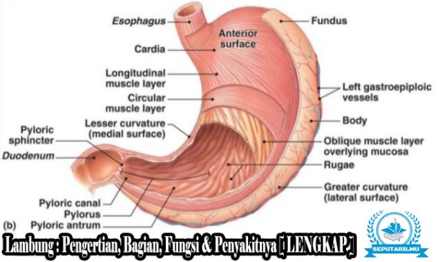 Detail Gambar Lambung Dan Fungsinya Nomer 18