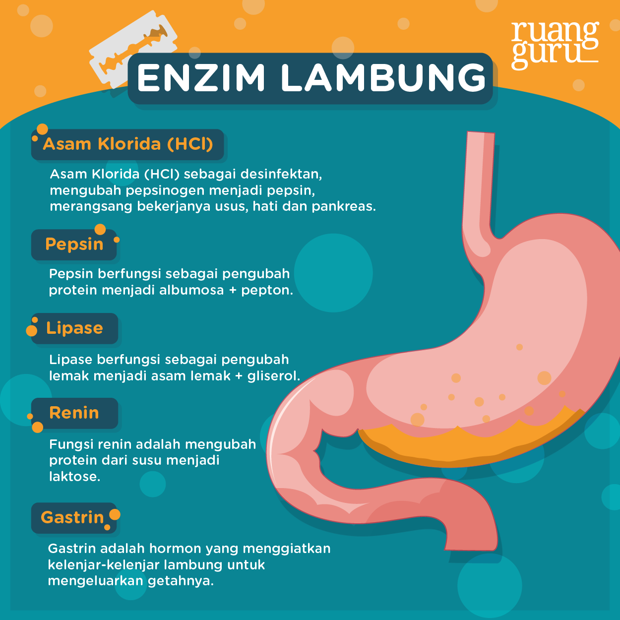 Detail Gambar Lambung Dan Fungsinya Nomer 5