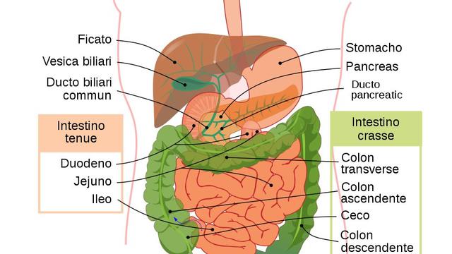 Detail Gambar Lambung Dan Fungsinya Nomer 41