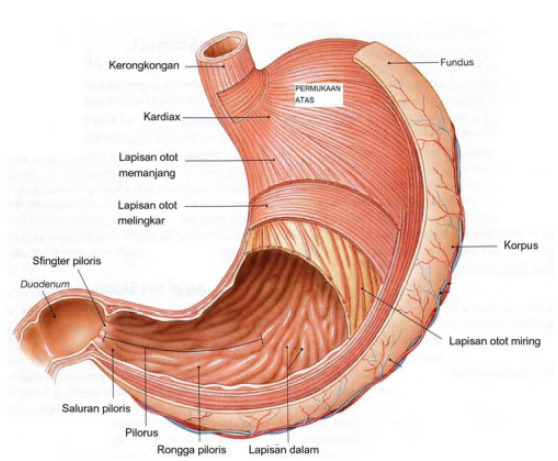 Detail Gambar Lambung Dan Fungsinya Nomer 6