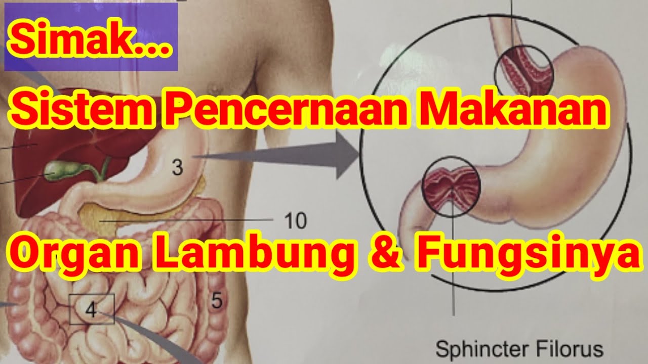 Detail Gambar Lambung Dan Fungsinya Nomer 54