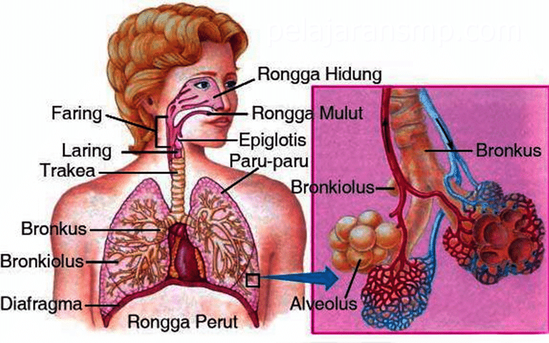 Detail Gambar Laring Sistem Pernapasan Manusia Nomer 14