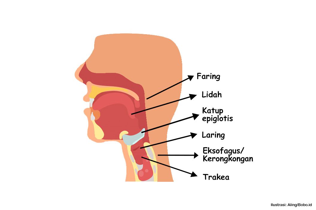 Detail Gambar Laring Sistem Pernapasan Manusia Nomer 23