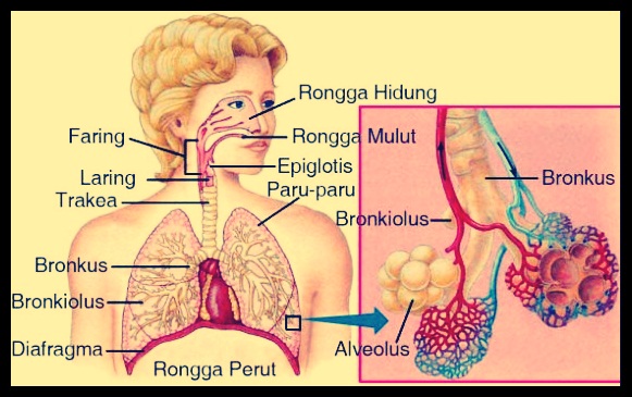 Detail Gambar Laring Sistem Pernapasan Manusia Nomer 30