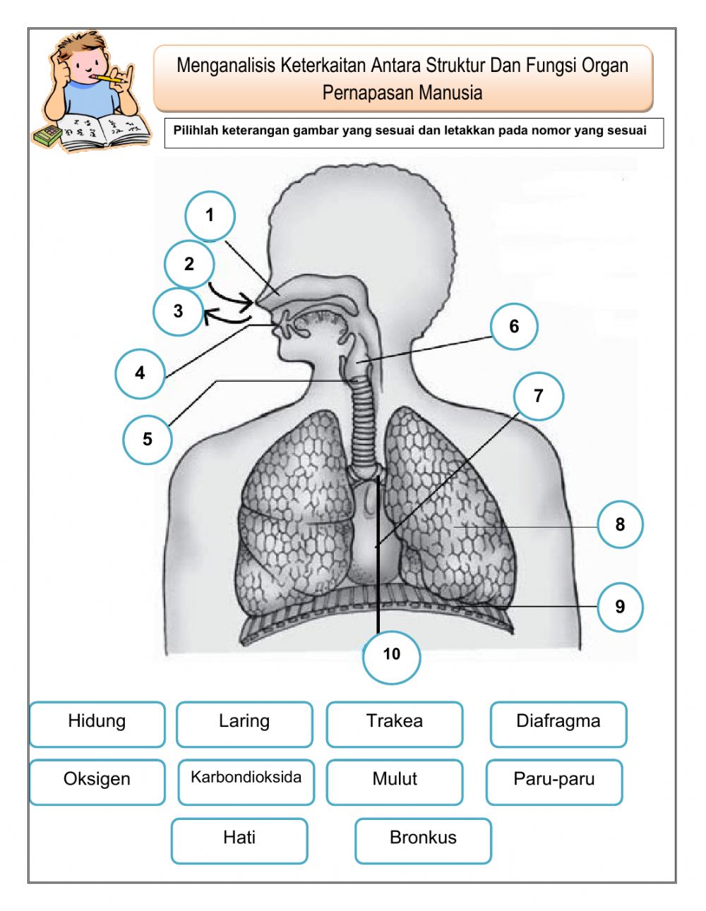 Detail Gambar Laring Sistem Pernapasan Manusia Nomer 36