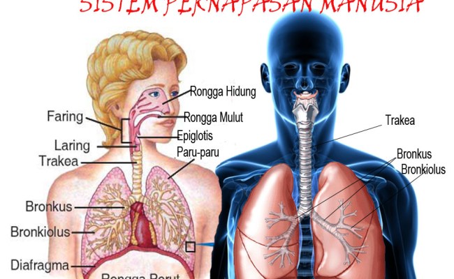 Detail Gambar Laring Sistem Pernapasan Manusia Nomer 45