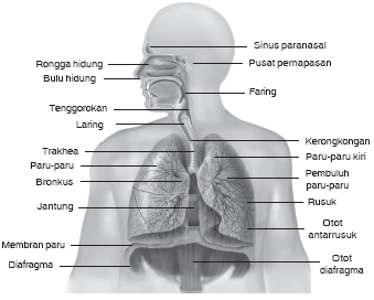 Detail Gambar Laring Sistem Pernapasan Manusia Nomer 46