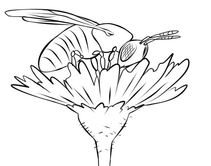 Detail Gambar Lebah Untuk Diwarnai Nomer 18