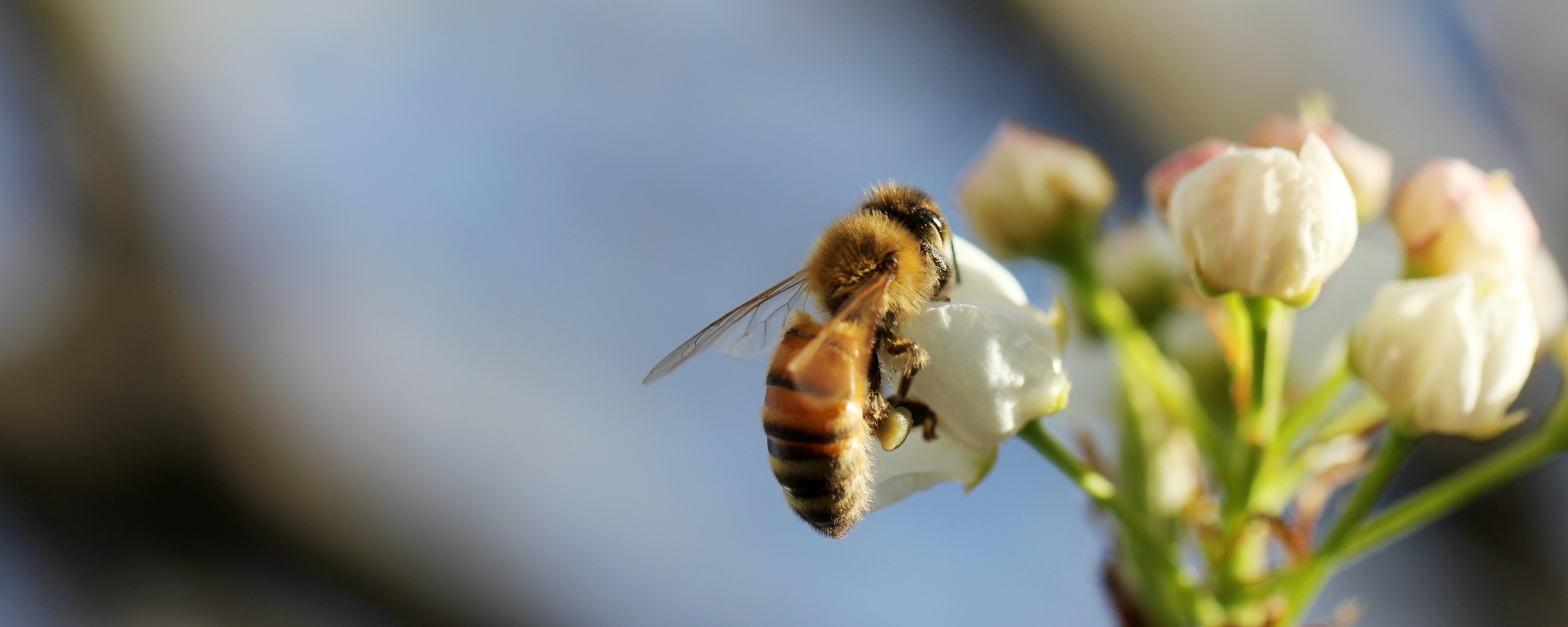 Detail Gambar Lebah Untuk Diwarnai Gambar Lebah Untuk Diwarnai Kualitas Hd Nomer 22