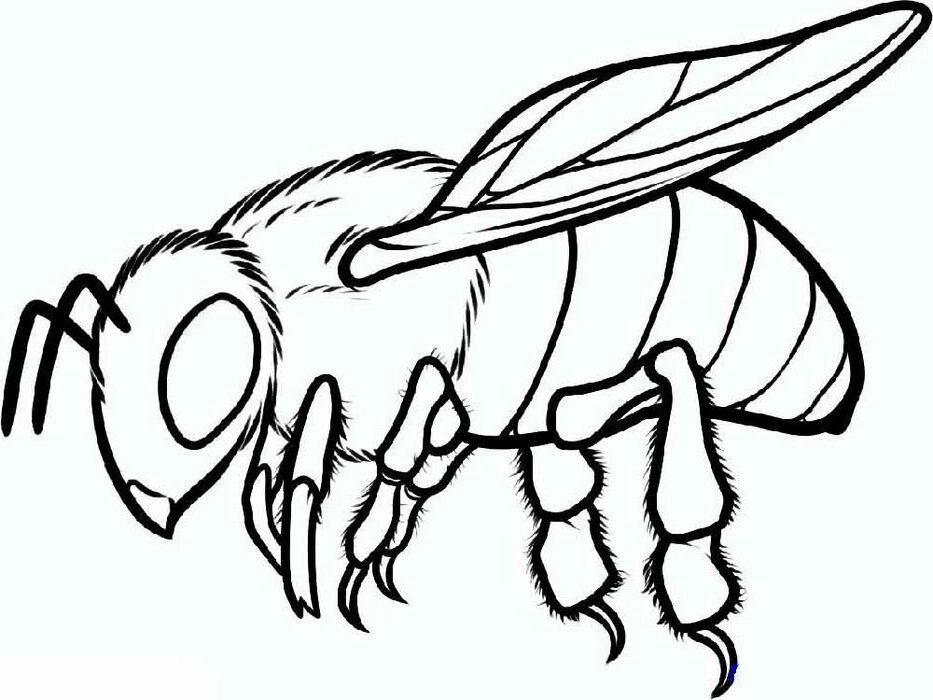 Detail Gambar Lebah Untuk Diwarnai Gambar Lebah Untuk Mewarnai Nomer 12