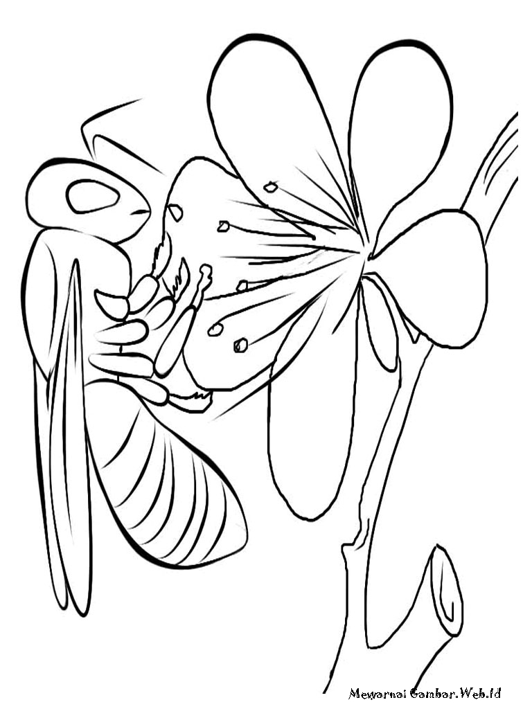 Detail Gambar Lebah Untuk Diwarnai Gambar Lebah Untuk Mewarnai Nomer 43