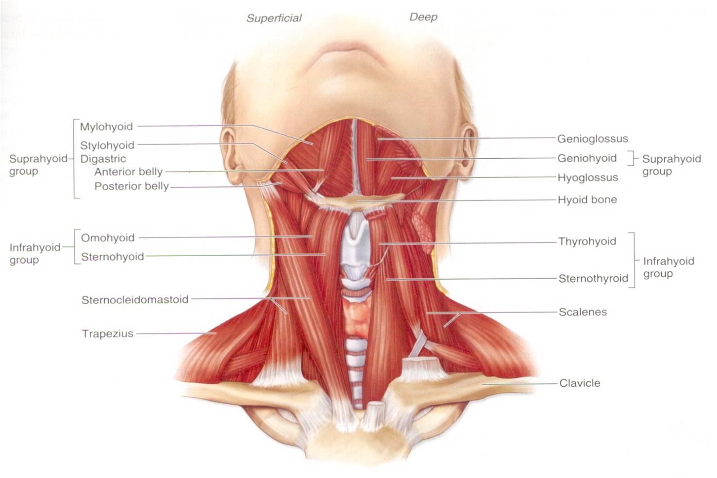 Шея снизу. Анатомия шеи человека гортань. Мышцы под подбородком. Анатомия шеи и подбородка. Мышцы шеи и подбородка анатомия.