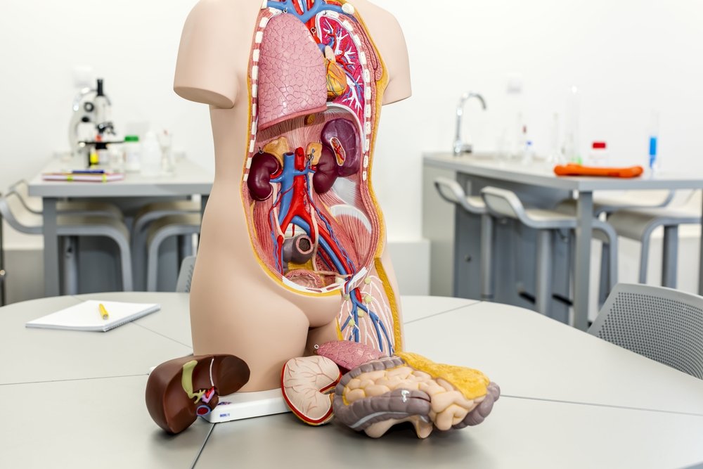 Detail Gambar Lengkap Anatomi Tubuh Manusia Nomer 23