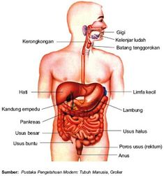 Detail Gambar Lengkap Anatomi Tubuh Manusia Nomer 27