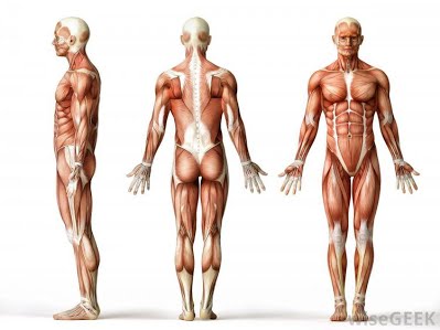 Detail Gambar Lengkap Anatomi Tubuh Manusia Nomer 29