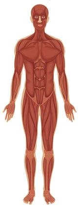 Detail Gambar Lengkap Anatomi Tubuh Manusia Nomer 4
