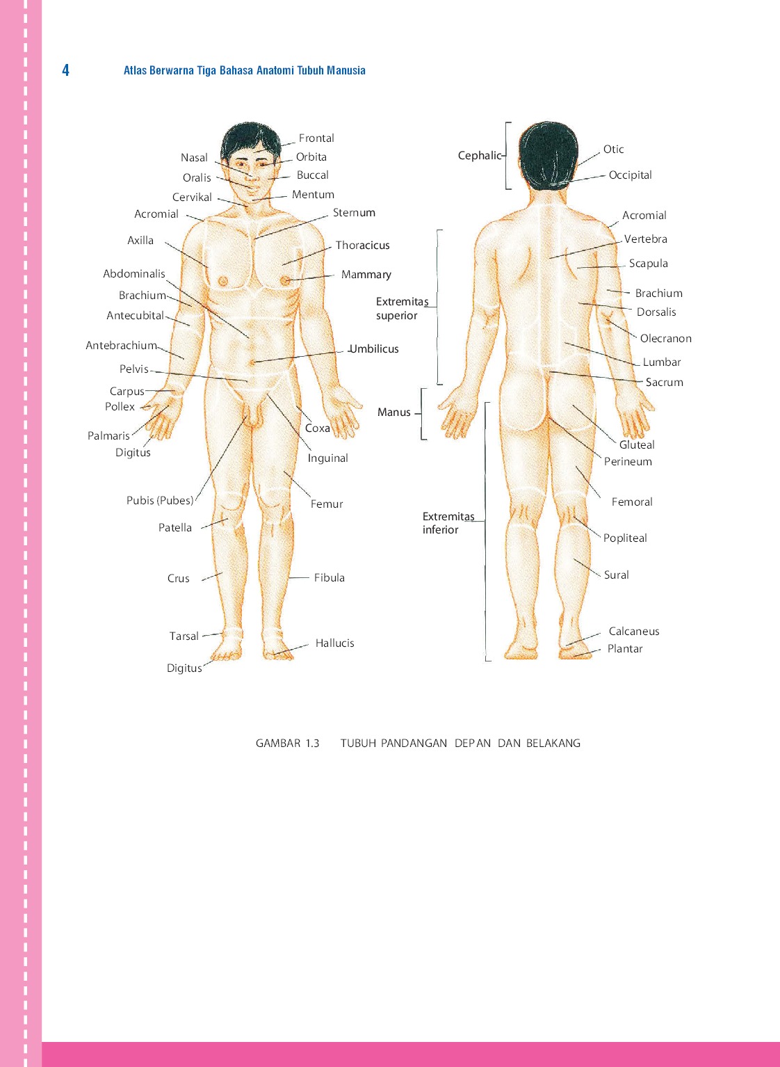 Detail Gambar Lengkap Anatomi Tubuh Manusia Nomer 40