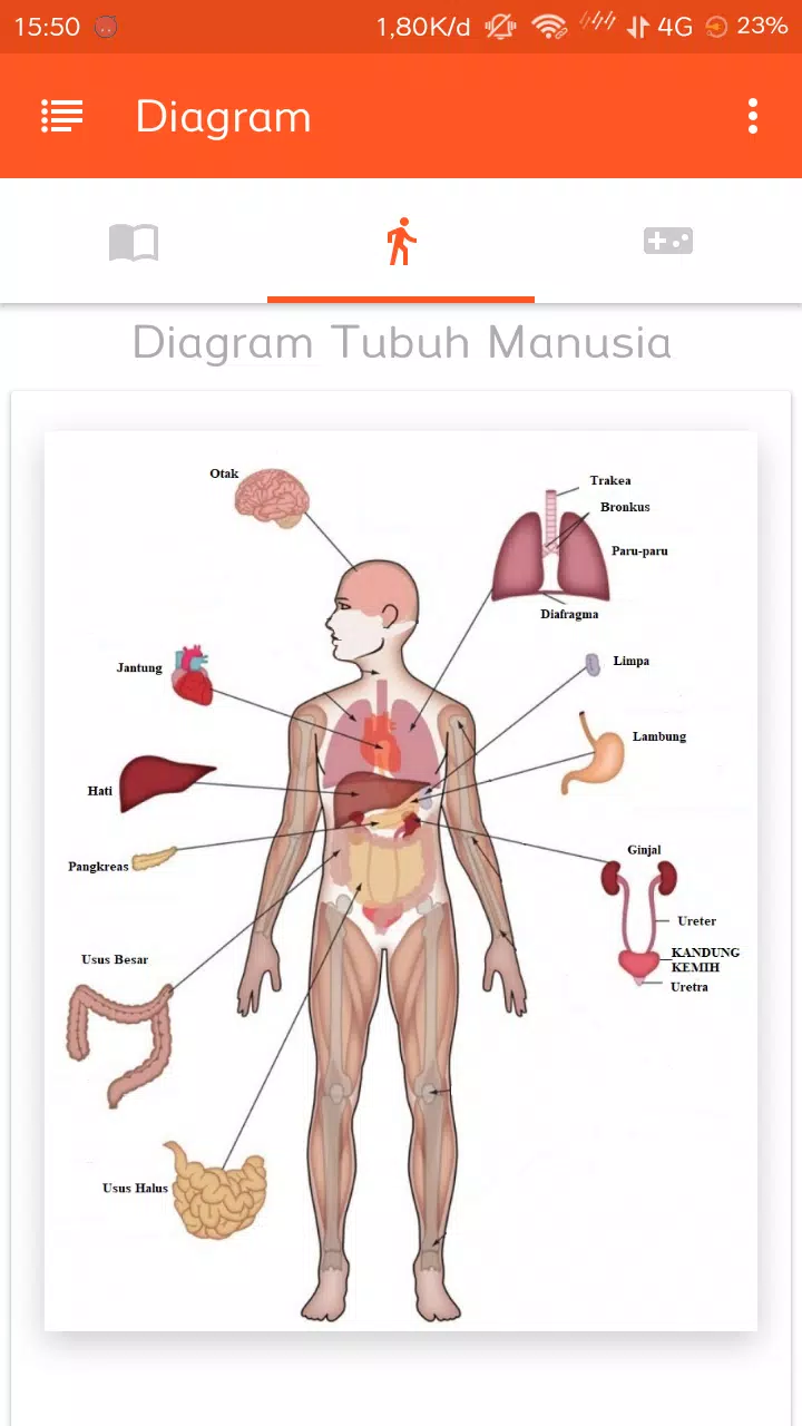 Detail Gambar Lengkap Anatomi Tubuh Manusia Nomer 41