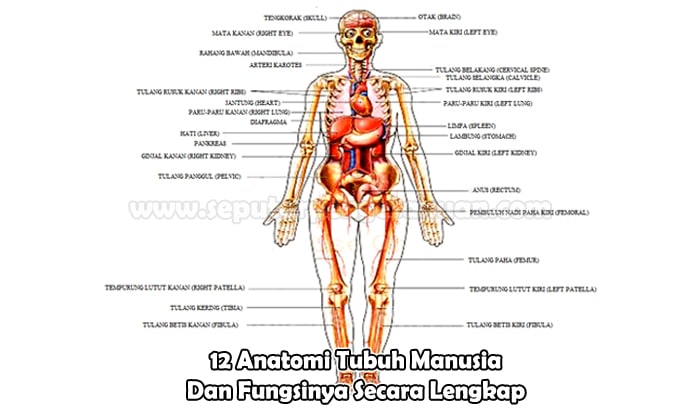 Detail Gambar Lengkap Anatomi Tubuh Manusia Nomer 5