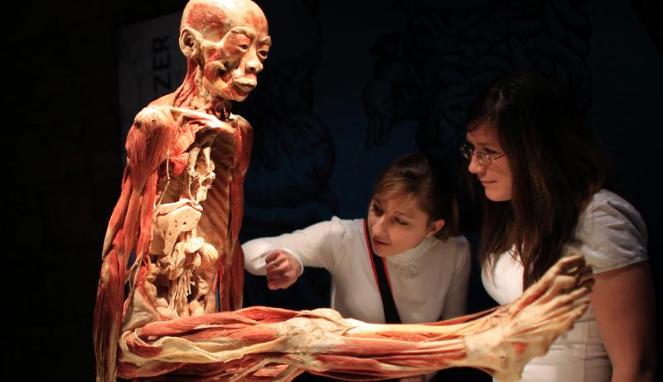 Detail Gambar Lengkap Anatomi Tubuh Manusia Nomer 45