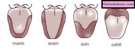 Detail Gambar Lidah Beserta Fungsinya Nomer 28