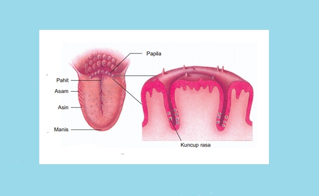 Detail Gambar Lidah Beserta Fungsinya Nomer 41