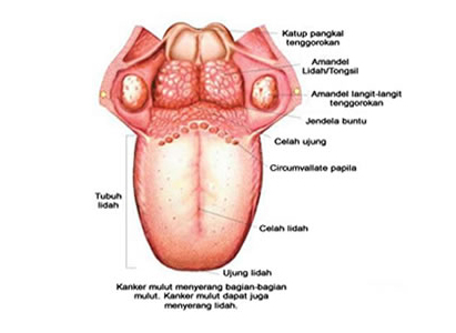 Detail Gambar Lidah Dan Fungsinya Nomer 2