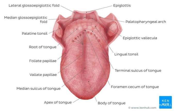 Detail Gambar Lidah Dan Fungsinya Nomer 15