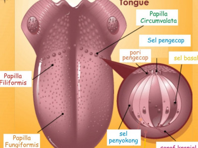 Detail Gambar Lidah Dan Fungsinya Nomer 16