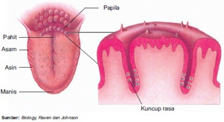 Detail Gambar Lidah Dan Fungsinya Nomer 17