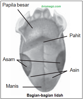 Detail Gambar Lidah Dan Fungsinya Nomer 18