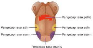 Detail Gambar Lidah Dan Fungsinya Nomer 3