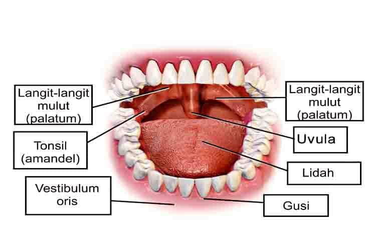 Detail Gambar Lidah Dan Fungsinya Nomer 32