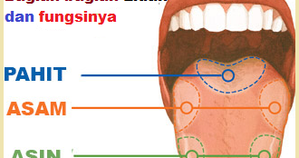 Detail Gambar Lidah Dan Fungsinya Nomer 34