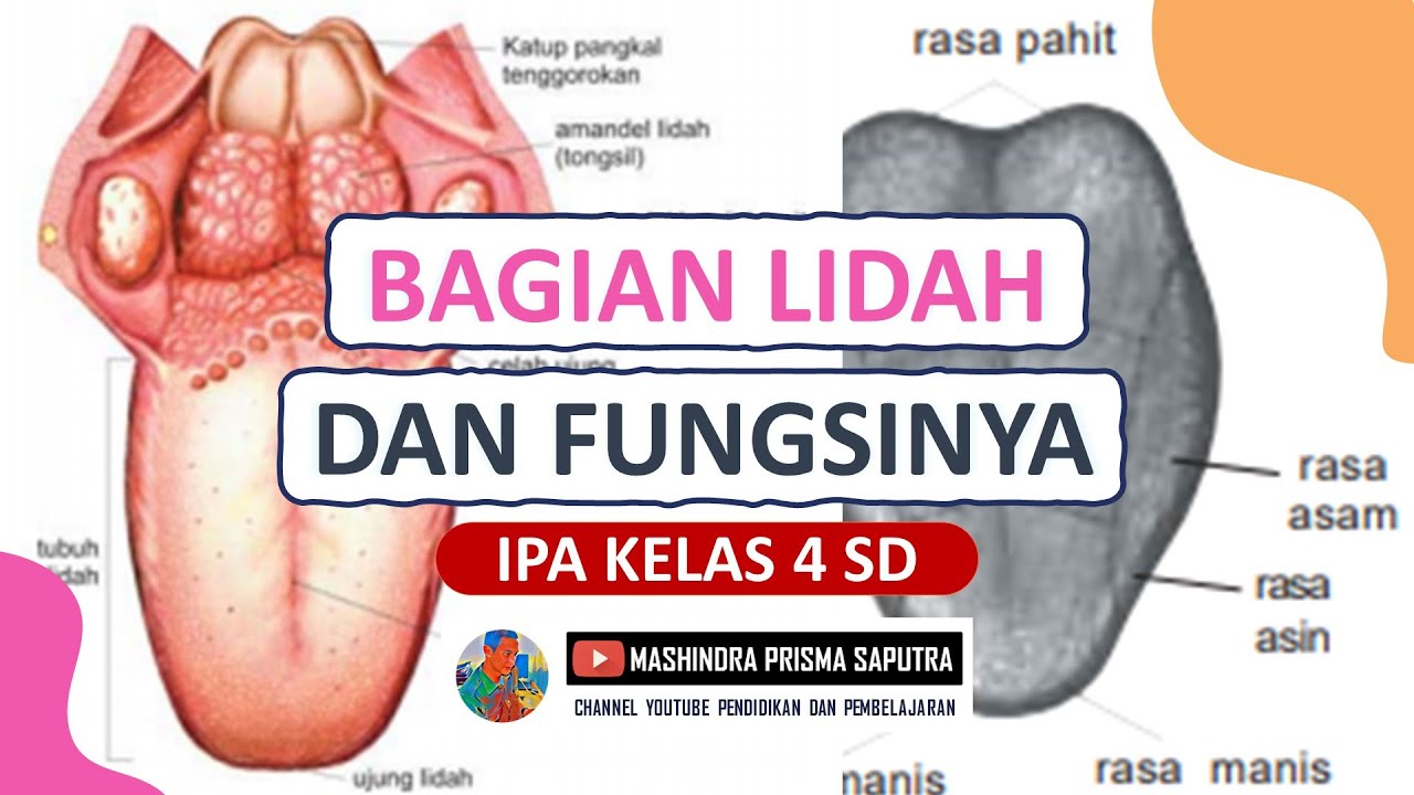 Detail Gambar Lidah Dan Fungsinya Nomer 5