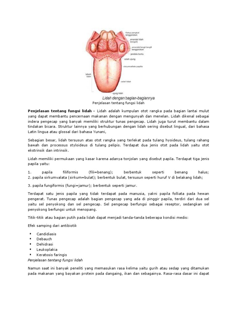 Detail Gambar Lidah Dan Fungsinya Nomer 42