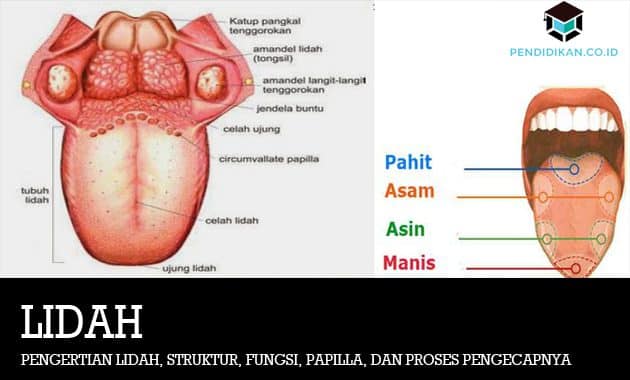 Detail Gambar Lidah Dan Fungsinya Nomer 6