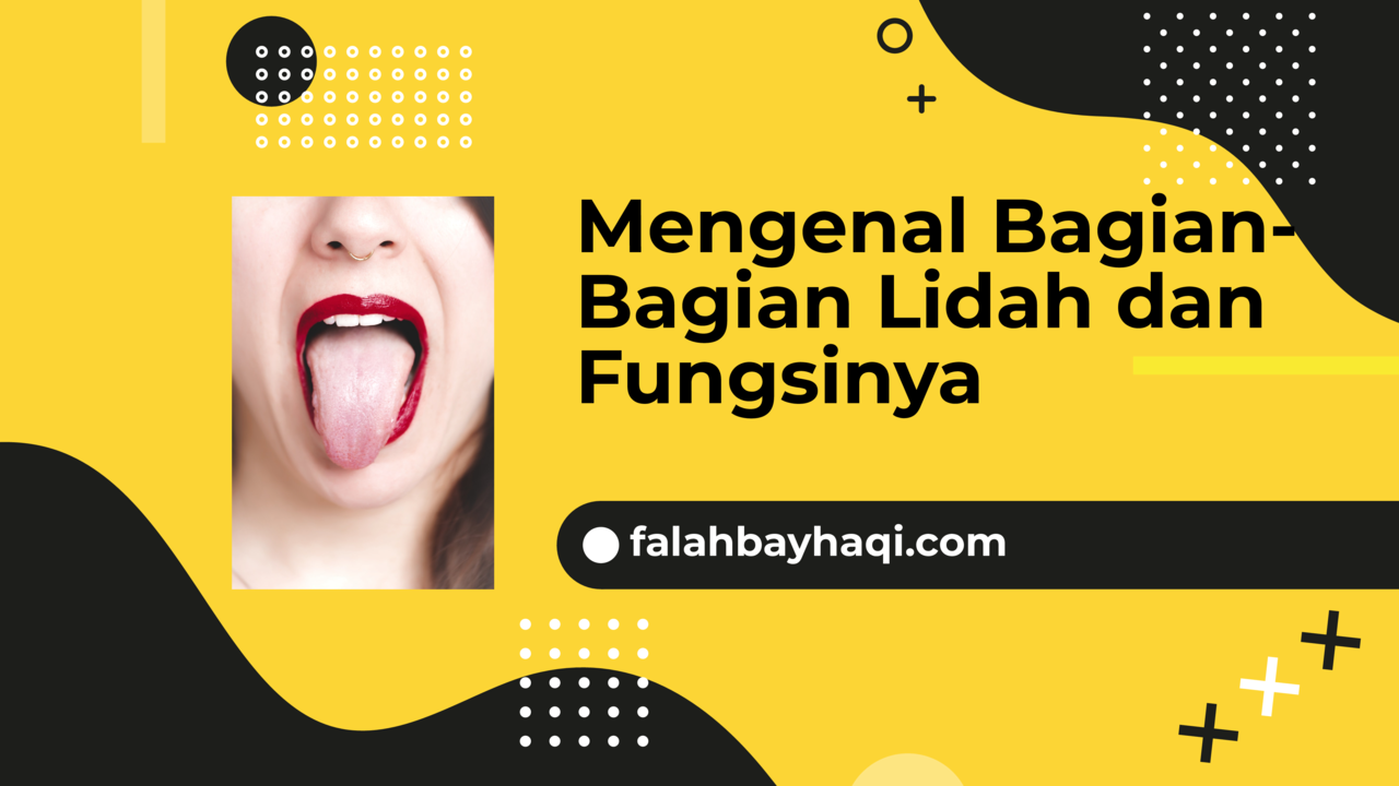 Detail Gambar Lidah Dan Fungsinya Nomer 45