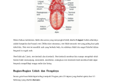 Detail Gambar Lidah Dan Fungsinya Nomer 50