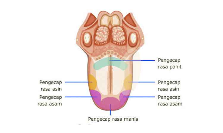 Detail Gambar Lidah Dan Fungsinya Nomer 7