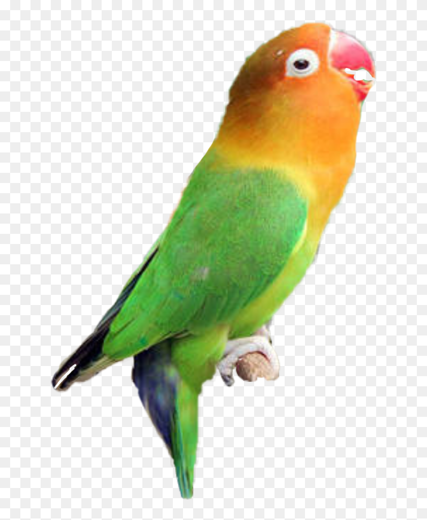 Detail Gambar Lovebird Untuk Logo Nomer 24