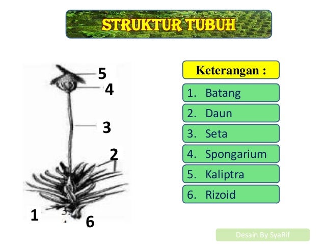 Detail Gambar Lumut Daun Beserta Keterangannya Nomer 10