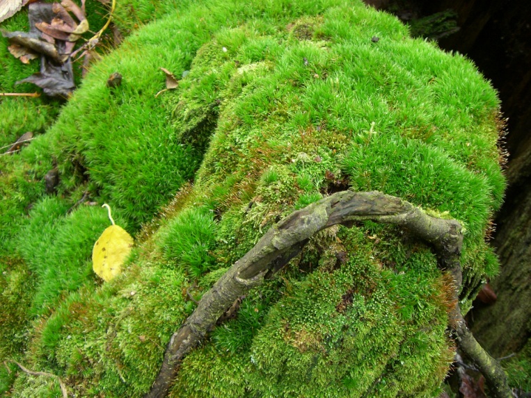 Detail Gambar Lumut Daun Beserta Keterangannya Nomer 25