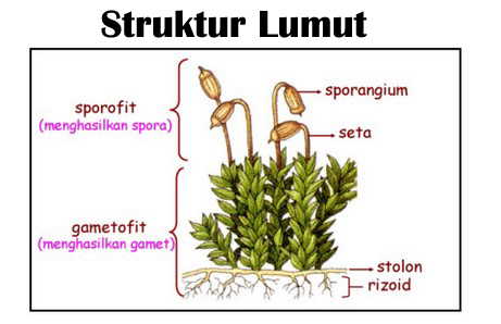 Detail Gambar Lumut Daun Beserta Keterangannya Nomer 3