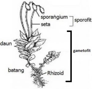 Detail Gambar Lumut Daun Beserta Keterangannya Nomer 4