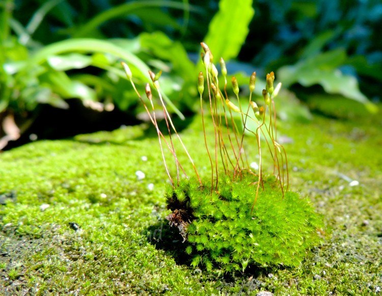 Detail Gambar Lumut Daun Beserta Keterangannya Nomer 40