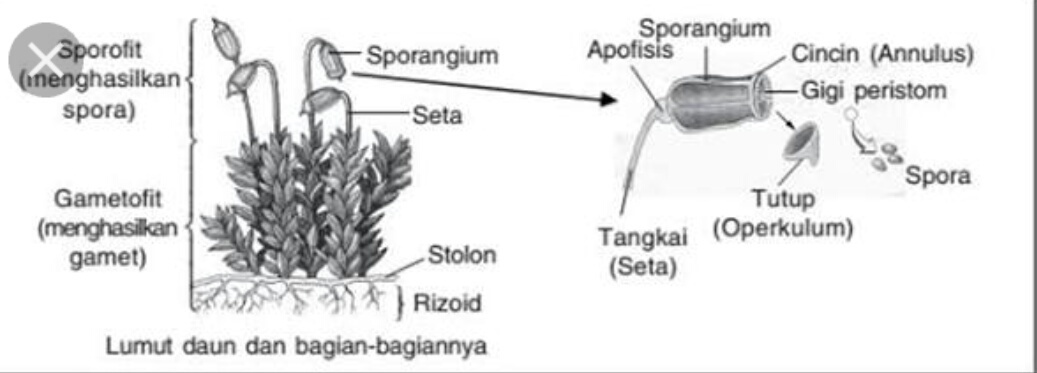 Detail Gambar Lumut Daun Beserta Keterangannya Nomer 5