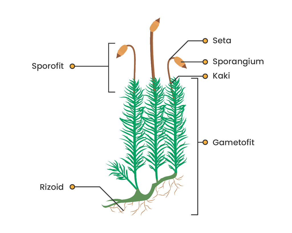 Detail Gambar Lumut Daun Beserta Keterangannya Nomer 6