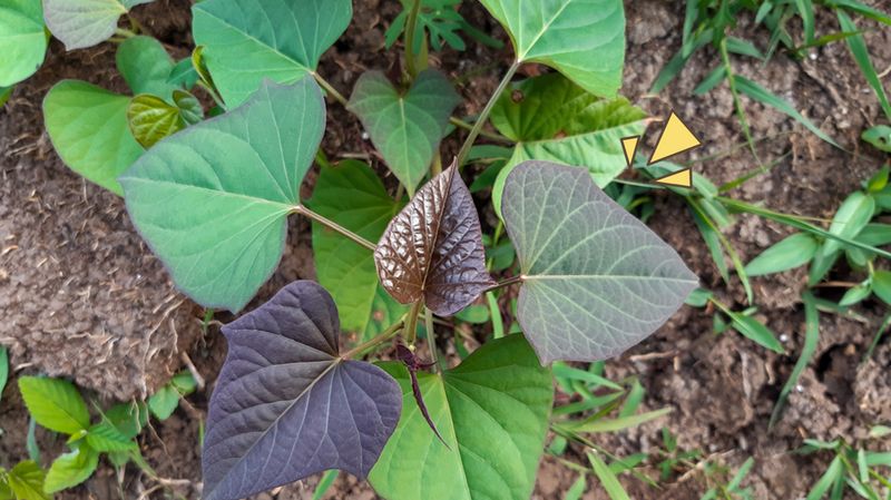 Detail Gambar Macam Daun Ubi Jalar Nomer 2